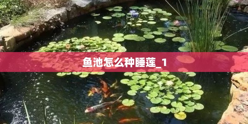 鱼池怎么种睡莲_1