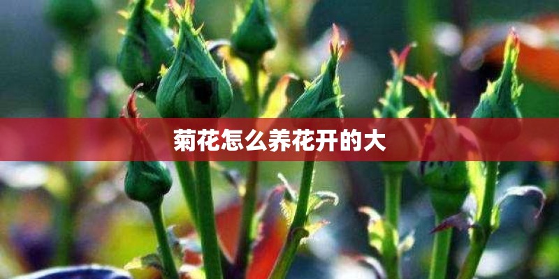 菊花怎么养花开的大