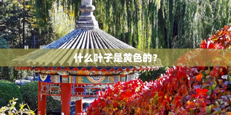 什么叶子是黄色的？