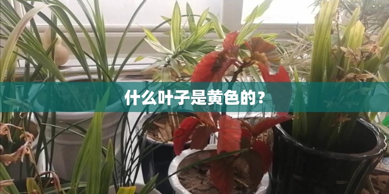 什么叶子是黄色的？