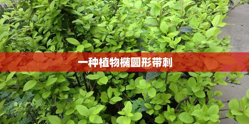 雪铁龙世嘉作为法系车好评不少为什么保值率不高？