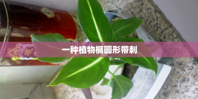 一种植物椭圆形带刺 一种植物椭圆形带刺