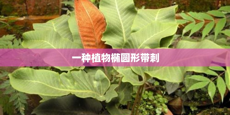 一种植物椭圆形带刺 一种植物椭圆形带刺