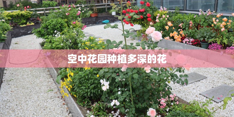 空中花园种植多深的花