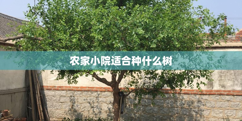 农家小院适合种什么树