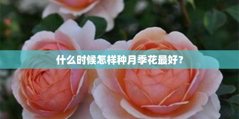 什么时候怎样种月季花最好? 什么时候怎样种月季花最好?