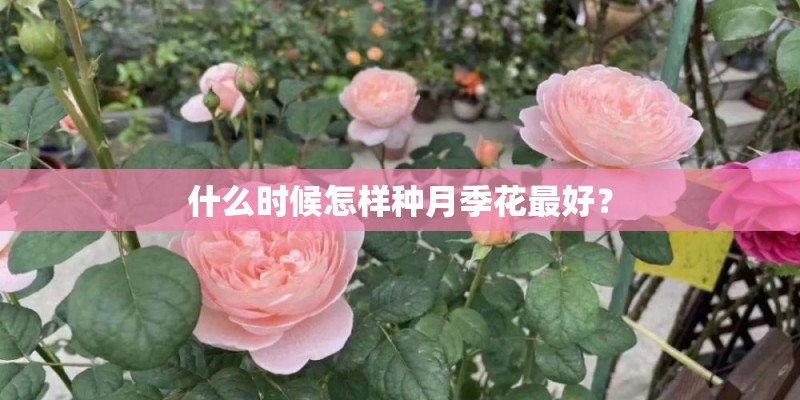 什么时候怎样种月季花最好? 什么时候怎样种月季花最好?