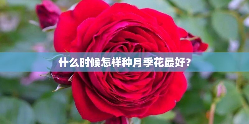 什么时候怎样种月季花最好? 什么时候怎样种月季花最好?