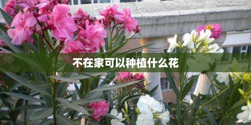 不在家可以种植什么花