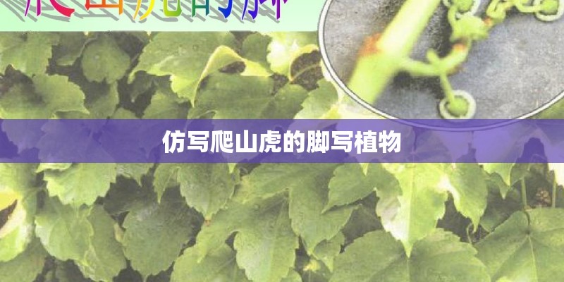 仿写爬山虎的脚写植物