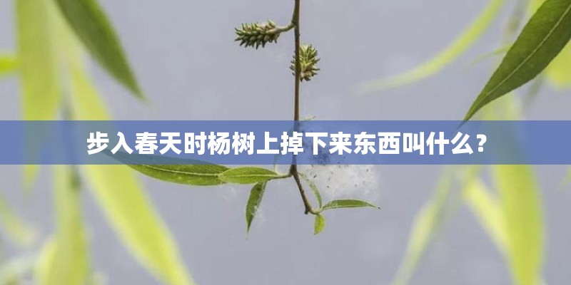 步入春天时杨树上掉下来东西叫什么？