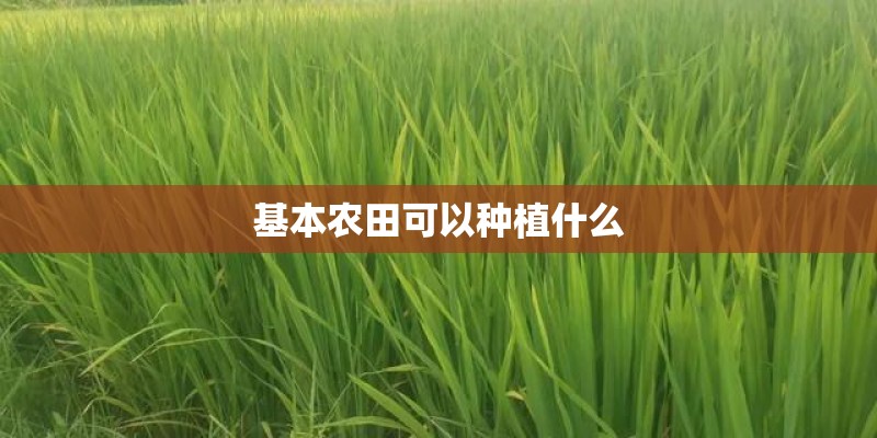 基本农田可以种植什么