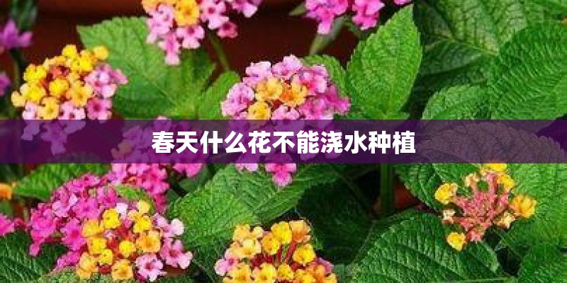 春天什么花不能浇水种植
