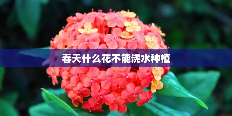 春天什么花不能浇水种植
