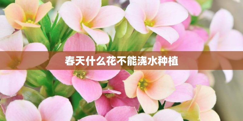 春天什么花不能浇水种植