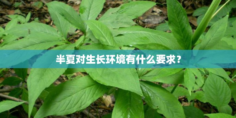 半夏对生长环境有什么要求? 半夏对生长环境有什么要求?