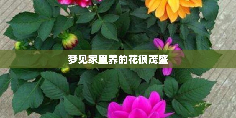 梦见家里养的花很茂盛