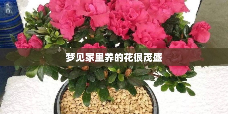 梦见家里养的花很茂盛