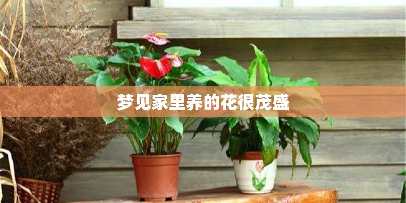 梦见家里养的花很茂盛