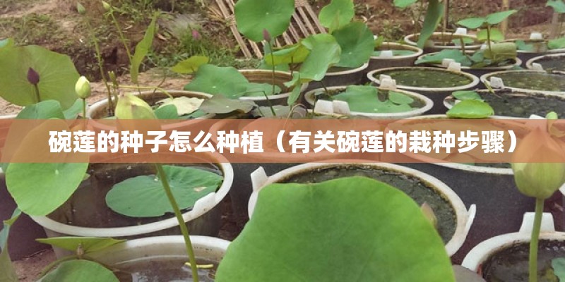 碗莲的种子怎么种植（有关碗莲的栽种步骤）