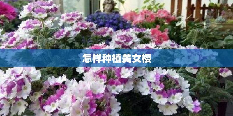 碗莲的种子怎么种植（有关碗莲的栽种步骤）