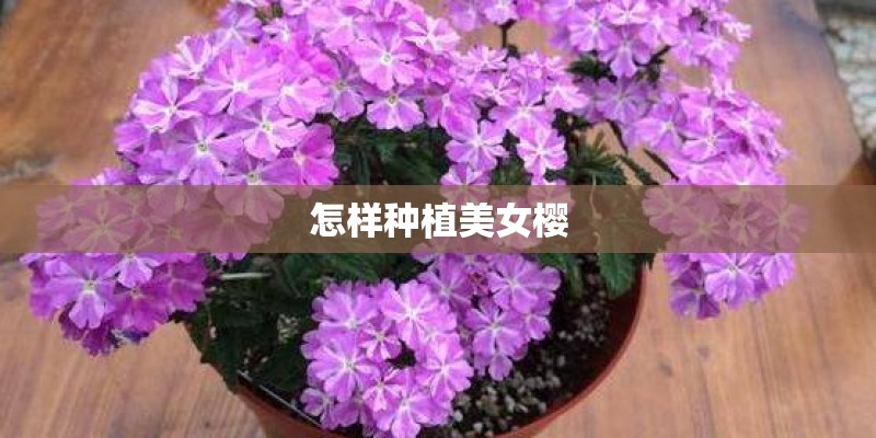 怎样种植美女樱