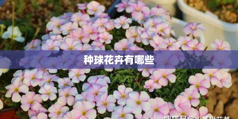 种球花卉有哪些