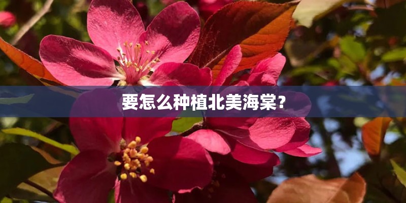 班级阳台种出幸福味道