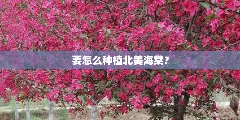 要怎么种植北美海棠? 要怎么种植北美海棠?