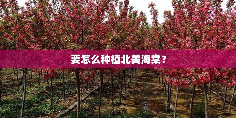 要怎么种植北美海棠? 要怎么种植北美海棠?