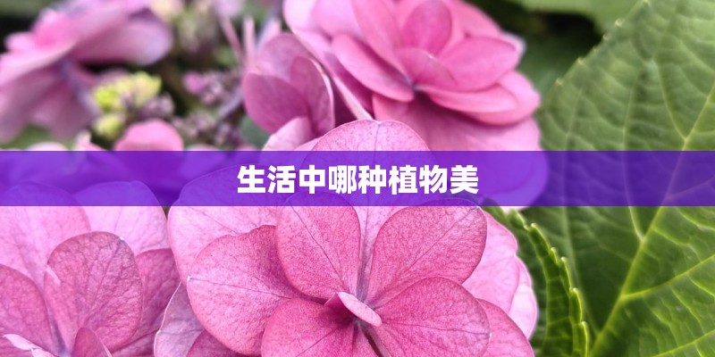 生活中哪种植物美 生活中哪种植物美