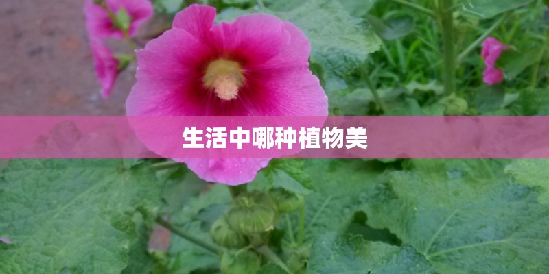 生活中哪种植物美 生活中哪种植物美