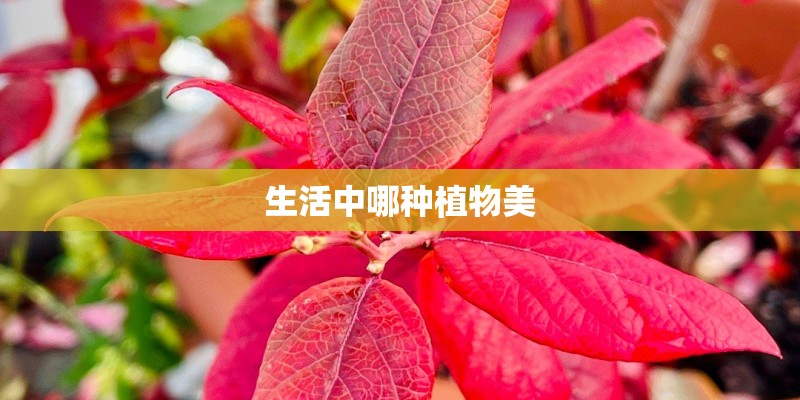 生活中哪种植物美 生活中哪种植物美