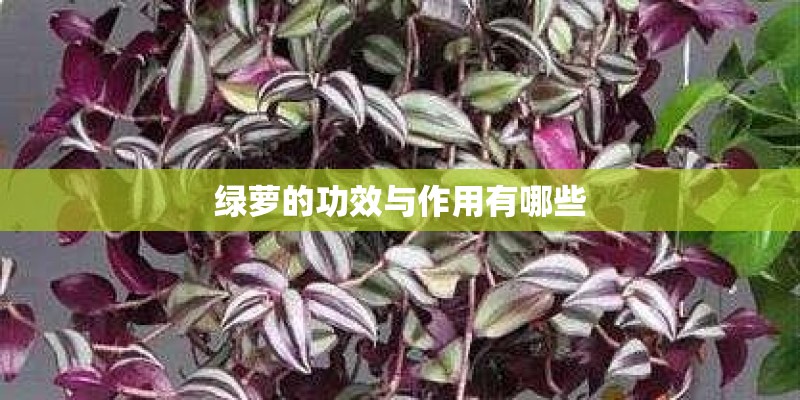 绿萝的功效与作用有哪些