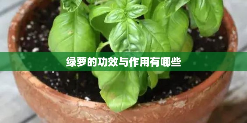 绿萝的功效与作用有哪些
