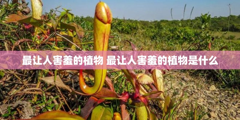 最让人害羞的植物 最让人害羞的植物是什么