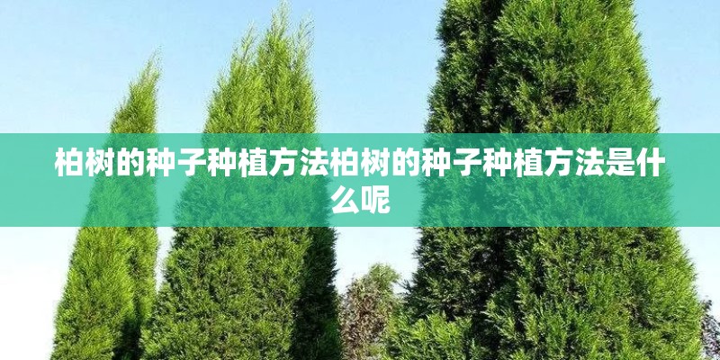 柏树的种子种植方法柏树的种子种植方法是什么呢