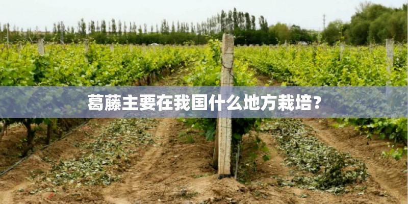 柏树的种子种植方法柏树的种子种植方法是什么呢