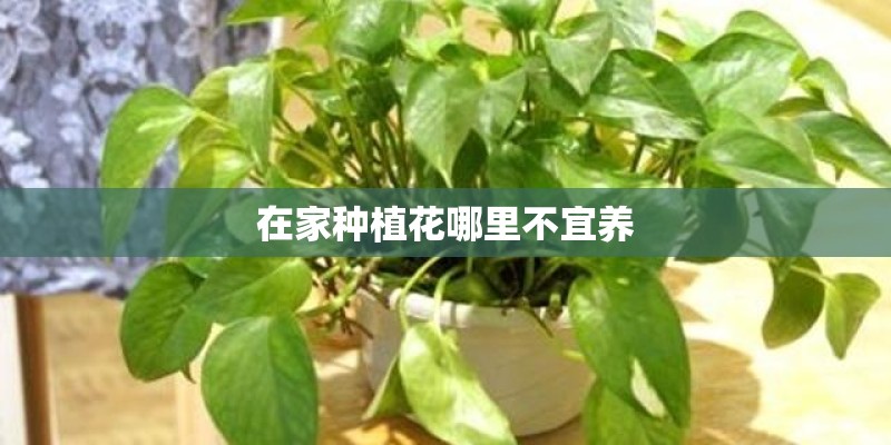 什么是们江板块