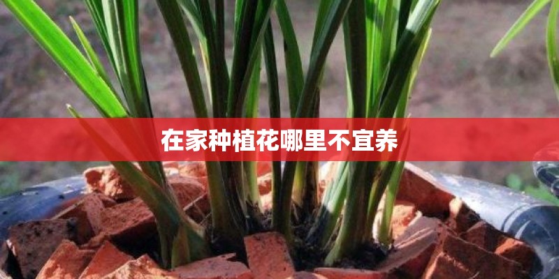 在家种植花哪里不宜养