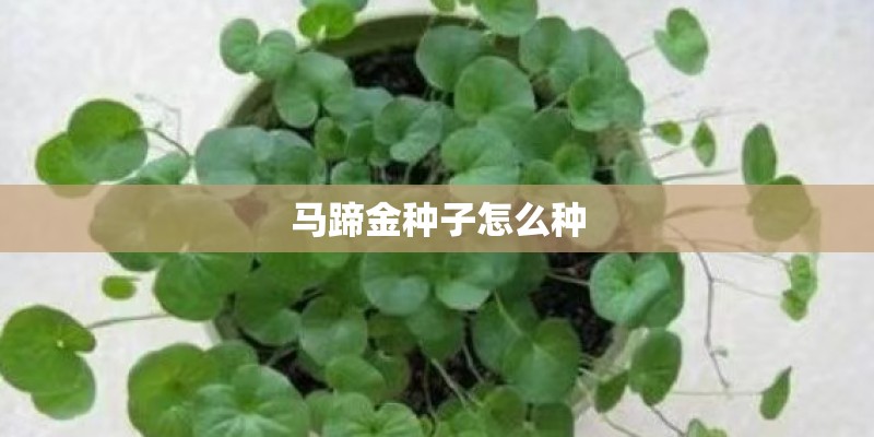 在家种植花哪里不宜养