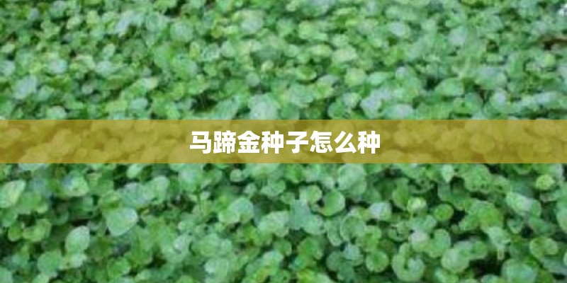 马蹄金种子怎么种