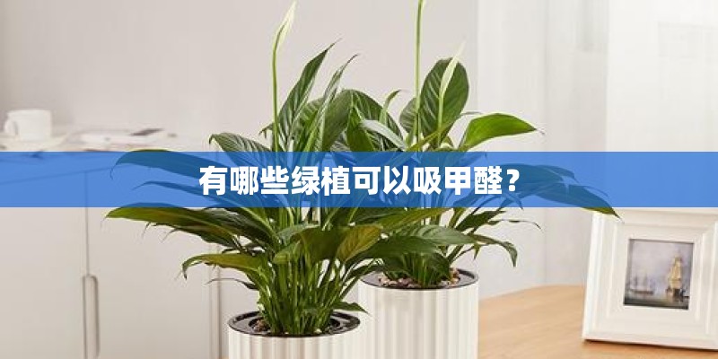 卷柏怎么养-