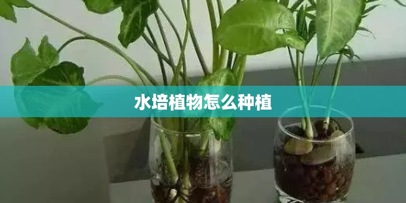 水培植物怎么种植