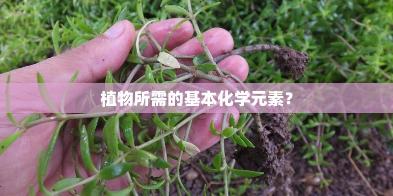 植物所需的基本化学元素？