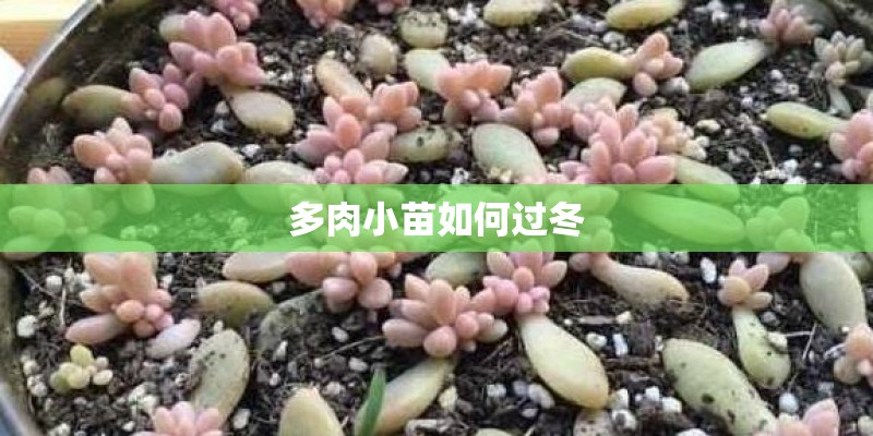 多肉小苗如何过冬 多肉小苗如何过冬