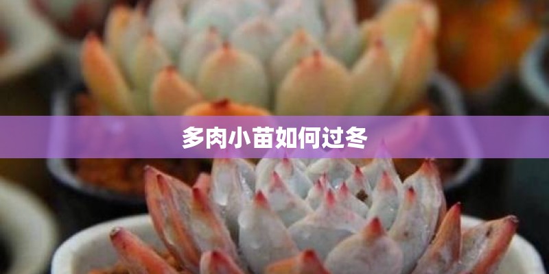 多肉小苗如何过冬 多肉小苗如何过冬