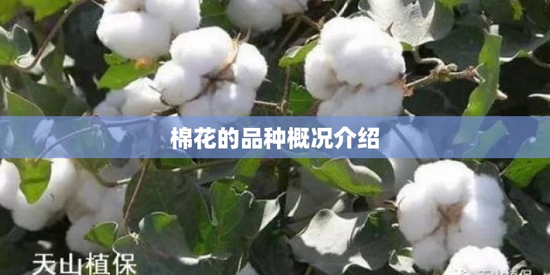 棉花的品种概况介绍