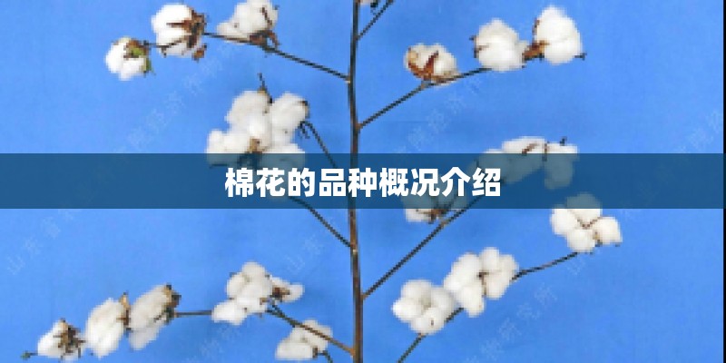 棉花的品种概况介绍