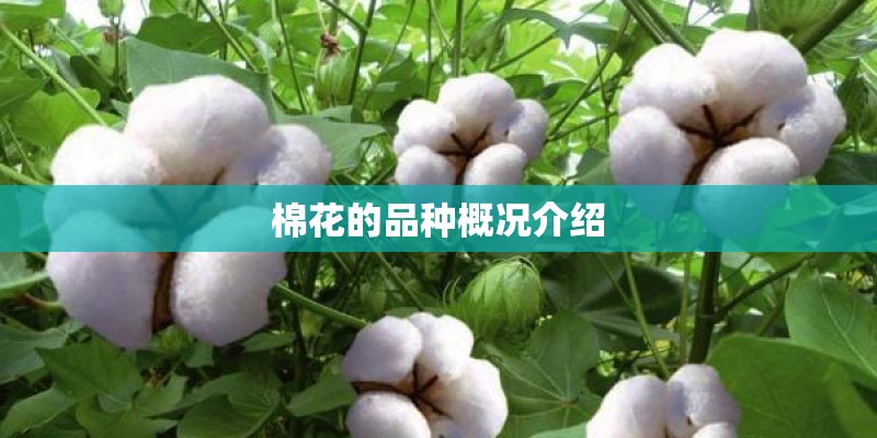 棉花的品种概况介绍